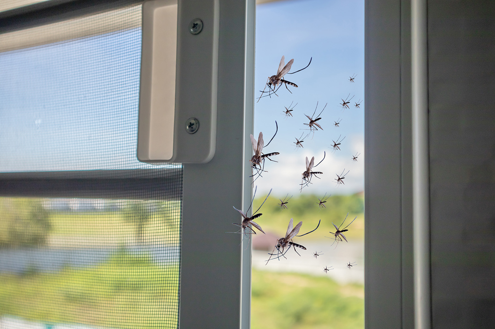 Insektenschutzgitter hält Mücken zuverlässig draußen